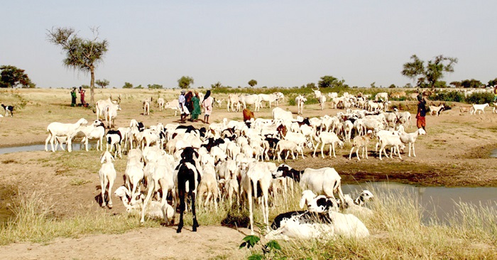 Taking stock of livestock insurance